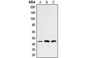 Western blot analysis of Alpha-sarcoglycan expression in HuvEc (A), Raw264. (SGCA antibody  (Center))