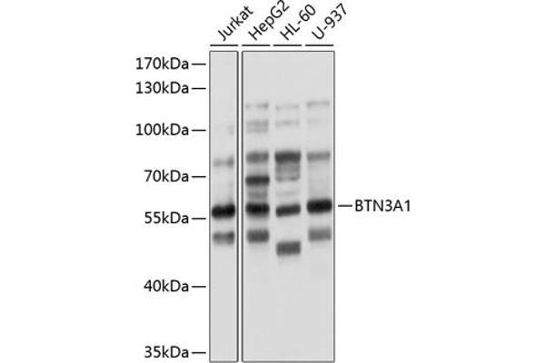 BTN3A1 antibody  (AA 40-250)