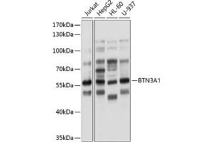 Western blot analysis of extracts of various cell lines, using BTN3 antibody (0288) at 1:1000 dilution. (BTN3A1 antibody  (AA 40-250))