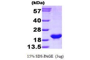 SDS-PAGE (SDS) image for BCL2-Like 2 (BCL2L2) (AA 1-172) protein (His tag) (ABIN666929)