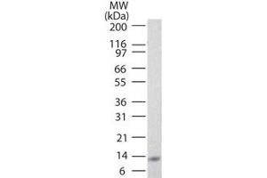 Image no. 1 for anti-Interleukin 25 (IL25) antibody (ABIN959944) (IL-25 antibody)