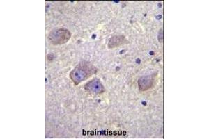 WDR27 Antibody (N-term) (ABIN655738 and ABIN2845185) immunohistochemistry analysis in formalin fixed and paraffin embedded human brain tissue followed by peroxidase conjugation of the secondary antibody and DAB staining. (WDR27 antibody  (N-Term))
