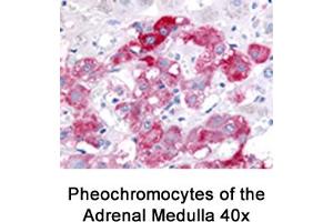 Image no. 2 for anti-Beclin 1, Autophagy Related (BECN1) antibody (ABIN363435) (Beclin 1 antibody)