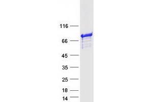 INPP5E Protein (Myc-DYKDDDDK Tag)