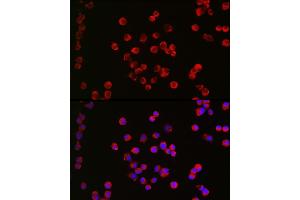 Immunofluorescence (IF) image for anti-Muscarinic Acetylcholine Receptor M1 (CHRM1) (C-Term) antibody (ABIN3022211)