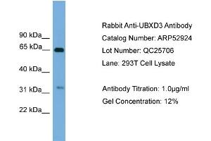 WB Suggested Anti-UBXD3  Antibody Titration: 0. (UBXN10 antibody  (Middle Region))