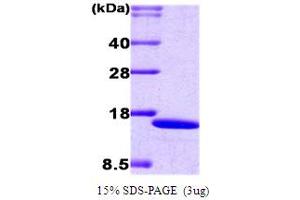IRF2 Protein (AA 1-113) (His tag)