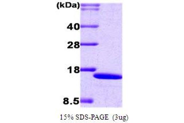 IRF2 Protein (AA 1-113) (His tag)