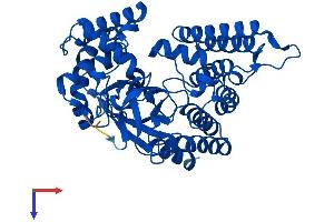 AlphaFold protein structure predicition of Mouse Recombinant Smyd2 Protein, UniprotID Q8R5A0 (SMYD2A Protein (AA 1-433) (His tag))