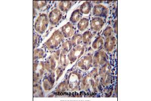PCDHA12 Antibody (N-term) (ABIN657063 and ABIN2846227) immunohistochemistry analysis in formalin fixed and paraffin embedded human stomach tissue followed by peroxidase conjugation of the secondary antibody and DAB staining.