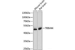 Western blot analysis of extracts of various cell lines using TRIM44 Polyclonal Antibody at dilution of 1:1000. (TRIM44 antibody)