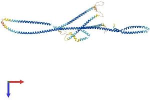 AlphaFold protein structure predicition of Mouse Recombinant Cux1 Protein, UniprotID P70403