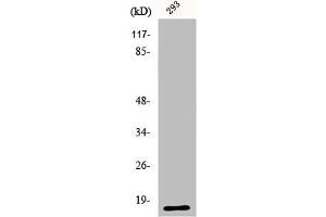 Western Blot analysis of 293 cells using ECP Polyclonal Antibody (RNASE3 antibody  (C-Term))