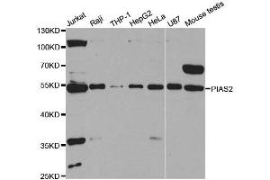 Western Blotting (WB) image for anti-Protein Inhibitor of Activated STAT, 2 (PIAS2) antibody (ABIN1876855)