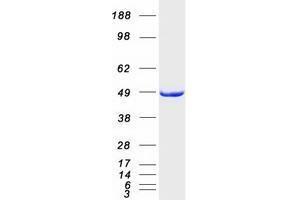 Validation with Western Blot