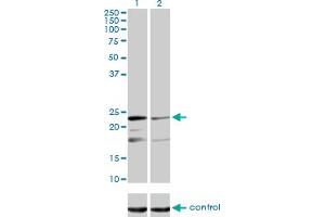 Western Blotting (WB) image for anti-Mitochondrial Ribosomal Protein L12 (MRPL12) (AA 1-199) antibody (ABIN598585) (MRPL12 antibody  (AA 1-199))