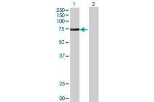 Lane 1: MID2 transfected lysate ( 75. (MID2 293T Cell Transient Overexpression Lysate(Denatured))