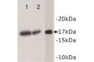 Western Blotting (WB) image for anti-Histone 3 (H3) antibody (ABIN1854916) (Histone 3 antibody)