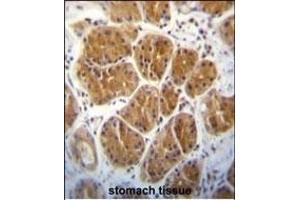 EIF2C2 Antibody (N-term) (ABIN650665 and ABIN2838088) immunohistochemistry analysis in formalin fixed and paraffin embedded human stomach tissue followed by peroxidase conjugation of the secondary antibody and DAB staining. (AGO2 antibody  (N-Term))