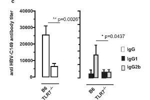 ELISA image for Rabbit anti-Mouse IgG2b antibody (HRP) (ABIN102401)
