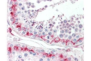 Anti-LYZL1 antibody IHC staining of human testis. (Lysozyme-Like 1 antibody  (N-Term))