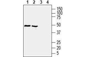 Western blot analysis of rat (lanes 1 and 3) and mouse (lanes 2 and 4) brain lysates: - 1,2. (GLUT1 antibody  (Extracellular))