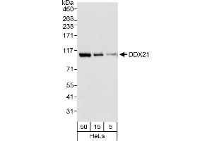 Western Blotting (WB) image for anti-DEAD (Asp-Glu-Ala-Asp) Box Polypeptide 21 (DDX21) (AA 1-50) antibody (ABIN7449585)