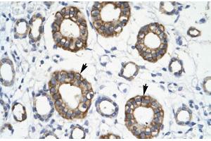 Human kidney; RFP2 antibody - middle region in Human kidney cells using Immunohistochemistry (TRIM13 antibody  (Middle Region))