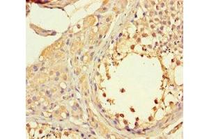 Immunohistochemistry of paraffin-embedded human testis tissue using ABIN7165770 at dilution of 1:100 (LTV1 antibody  (AA 201-475))