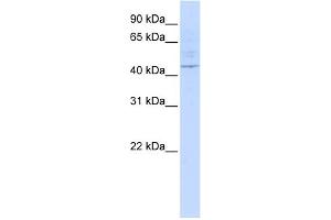 WB Suggested Anti-LAX1 Antibody Titration:  0. (LAX1 antibody  (Middle Region))