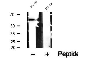 SMOX antibody  (Internal Region)