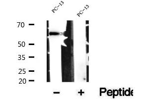 Western blot analysis of extracts of PC-13 cells, using SMOX antibody. (SMOX antibody  (Internal Region))