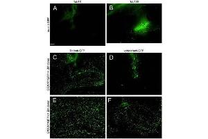 Immuno-Fluorescence of Biotin Mouse anti-GFP antibody. (GFP antibody  (AA 246) (Biotin))