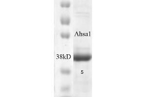 SDS-PAGE of native human 38 kDa Aha1 protein (ABIN1686714, ABIN1686715 and ABIN1686716). (AHSA1 Protein)