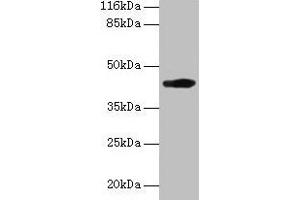 Western blot All lanes: H2-D1 antibody at 2 μg/mL + A549 whole cell lysate Secondary Goat polyclonal to rabbit IgG at 1/10000 dilution Predicted band size: 42 kDa Observed band size: 42 kDa (H2-D1 antibody  (AA 25-311))