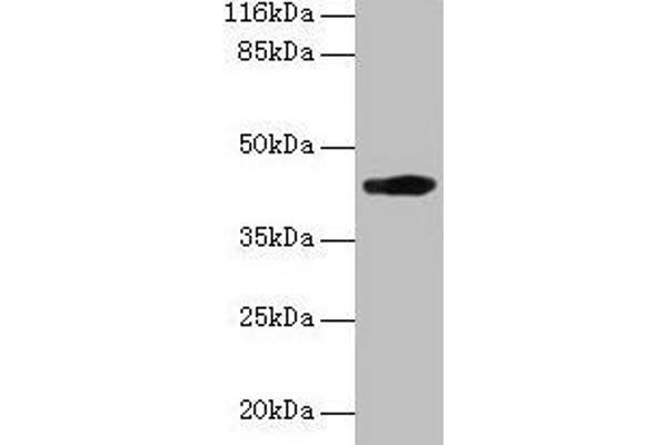 H2-D1 anticorps  (AA 25-311)