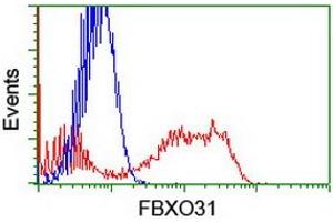HEK293T cells transfected with either RC203518 overexpress plasmid (Red) or empty vector control plasmid (Blue) were immunostained by anti-FBXO31 antibody (ABIN2455309), and then analyzed by flow cytometry. (FBXO31 antibody)