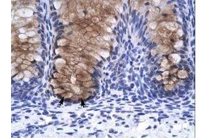 Image no. 1 for anti-Annexin A1 (ANXA1) (N-Term) antibody (ABIN202295) (Annexin a1 antibody  (N-Term))