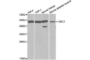 Western blot analysis of extracts of various cell lines, using ODC1 antibody. (ODC1 antibody  (AA 1-280))