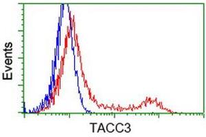 Image no. 5 for anti-Transforming, Acidic Coiled-Coil Containing Protein 3 (TACC3) antibody (ABIN1498095) (TACC3 antibody)