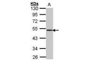 Image no. 1 for anti-Chemokine (C-X-C Motif) Receptor 5 (CXCR5) (AA 194-256) antibody (ABIN467397) (CXCR5 antibody  (AA 194-256))