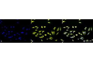 Immunocytochemistry/Immunofluorescence analysis using Rabbit Anti-AHA2 Polyclonal Antibody . (HA2 antibody  (APC))