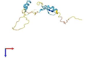 AlphaFold protein structure predicition of Mouse Recombinant Atxn7l1 Protein, UniprotID Q9CZ05 (ATXN7L1 Protein (AA 1-146) (His tag))