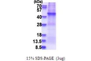 SDS-PAGE (SDS) image for Actin Filament Associated Protein 1 (AFAP1) (AA 250-588) protein (His tag) (ABIN5853720)