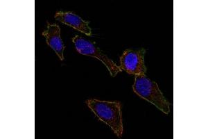 Confocal Immunofluorescent analysis of SK-OV-3 cells using AF488-labeled EpCAM Mouse Monoclonal Antibody (EGP40/826) (Green). (EpCAM antibody  (N-Term))