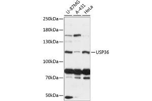 Western blot analysis of extracts of various cell lines, using USP36 antibody (ABIN6128894, ABIN6150019, ABIN6150020 and ABIN6216987) at 1:3000 dilution.