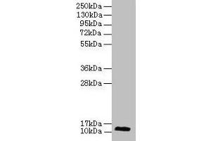 Western blot All lanes: RPL30 antibody at 2 μg/mL + A549 whole cell lysate Secondary Goat polyclonal to rabbit lgG at 1/15000 dilution Predicted band size: 13 kDa Observed band size: 13 kDa