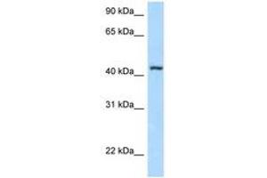 Image no. 1 for anti-F-Box and Leucine-Rich Repeat Protein 8 (FBXL8) (AA 53-102) antibody (ABIN6747908) (FBXL8 antibody  (AA 53-102))