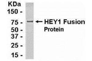 Western Blotting (WB) image for anti-Ha-Ry/enhancer-of-Split Related with YRPW Motif 1 (HEY1) (AA 1-230) antibody (ABIN2468189) (HEY1 antibody  (AA 1-230))