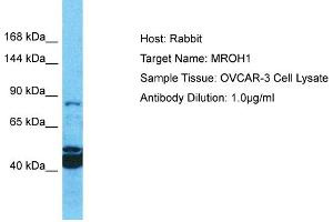 Host: Rabbit Target Name: MROH1 Sample Tissue: Human OVCAR-3 Whole Cell Antibody Dilution: 1ug/ml (MROH1 antibody  (N-Term))